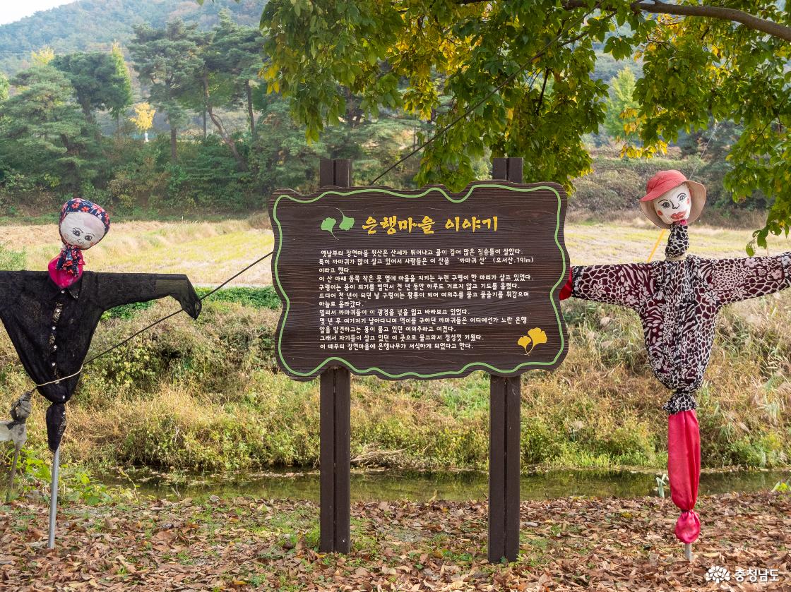 보령시 청라 은행마을 이야기 안내문