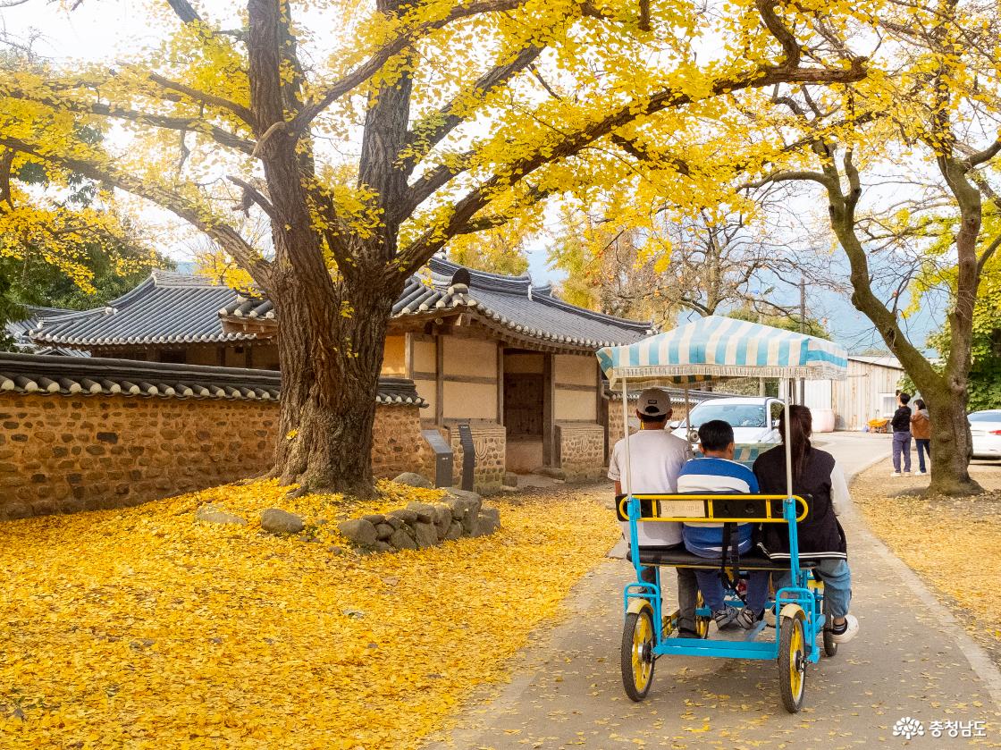 보령시 청라 은행마을의 모습