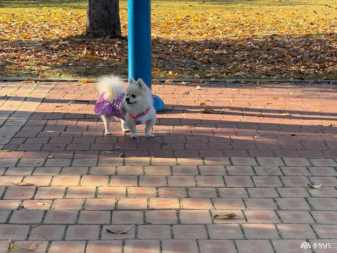 공원을 산책하고 있는 강아지