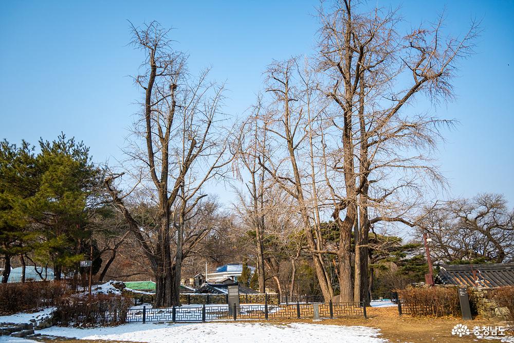 아산맹씨행단