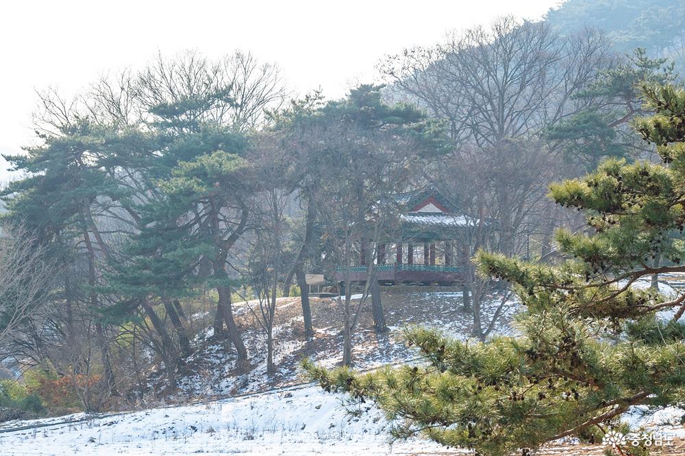 아산맹씨행단