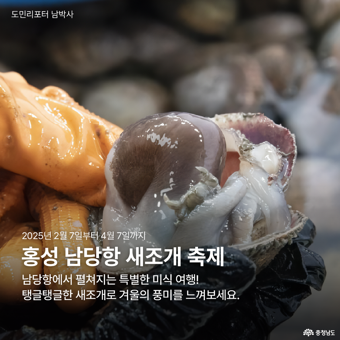 홍성 남당항에서 새조개의 싱싱함이 강조된 클로즈업 사진으로, 