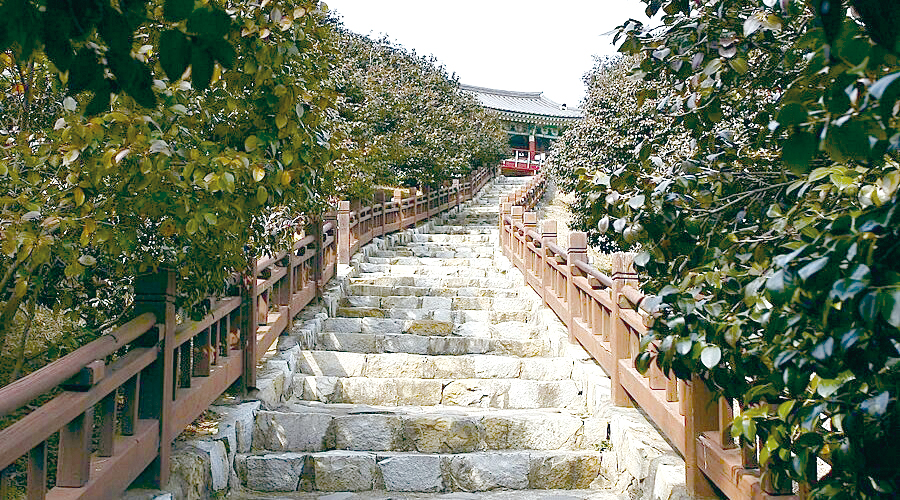 푸른 바다 앞 동백숲 500년 역사 
