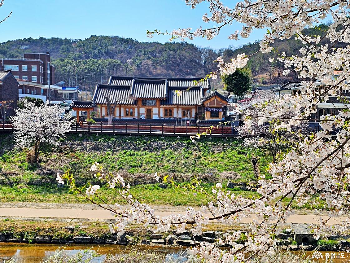 벚꽃풍경