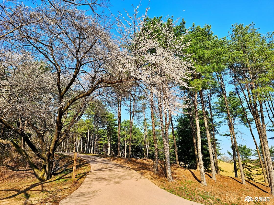 벚꽃나무