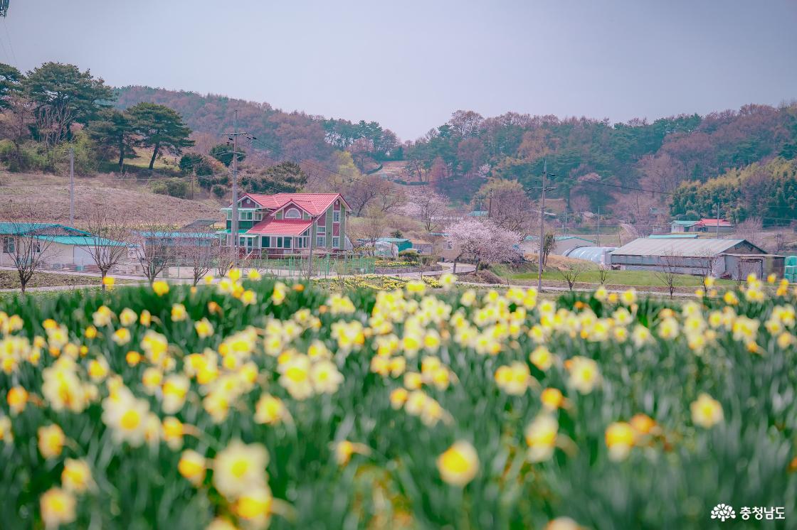 수선화 풍경
