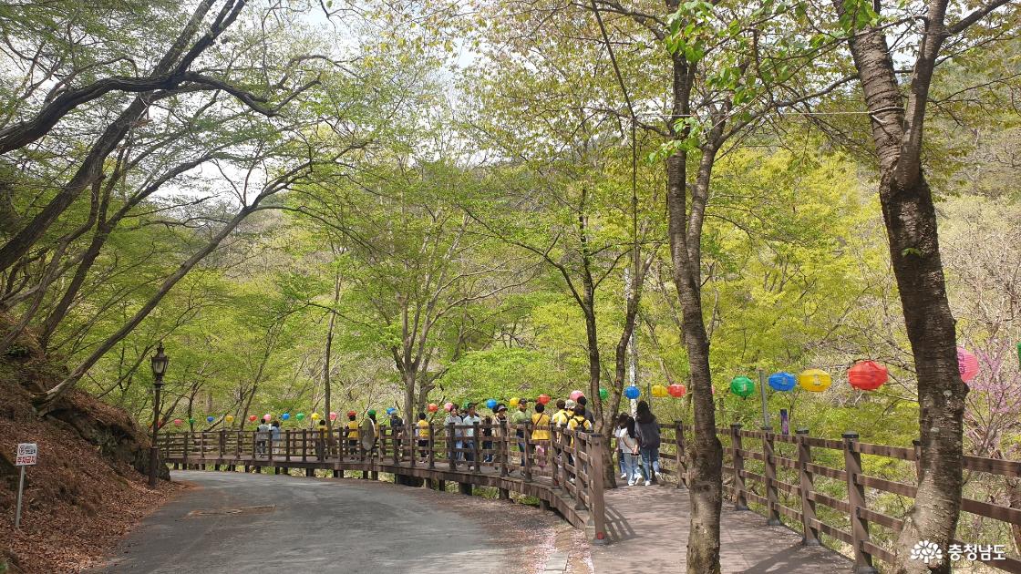 마곡사 푸릇푸릇한 나무