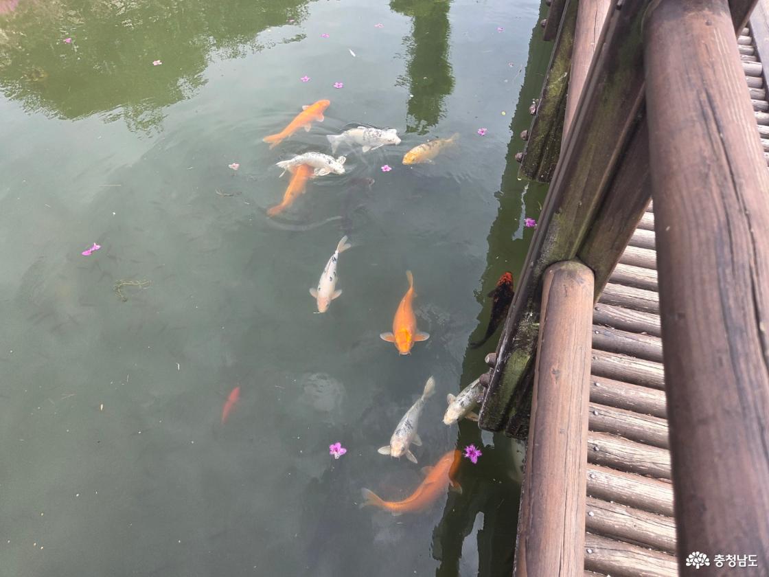 연못에 잉어가 있음