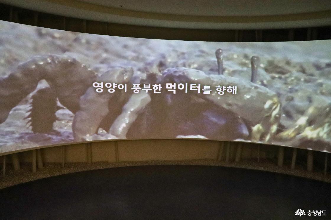 서천 조류생태전시관 내부 영상