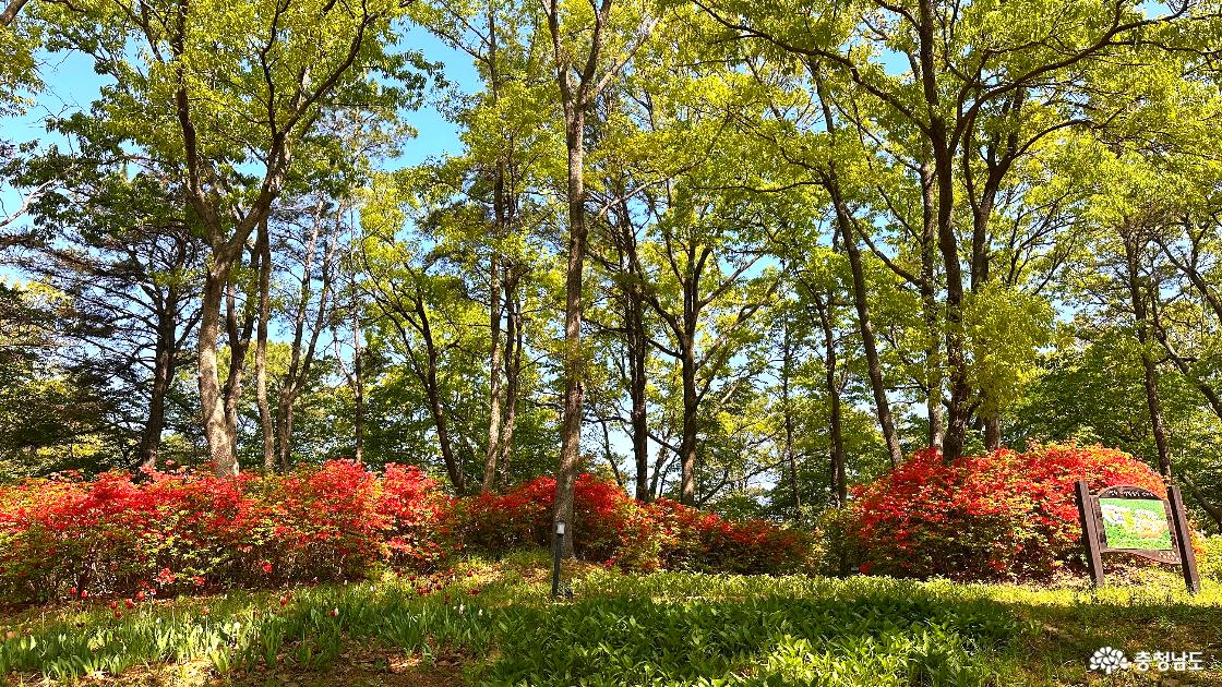 충남 계룡 새터산 근린공원 시청 앞 산책하기 좋은 코스