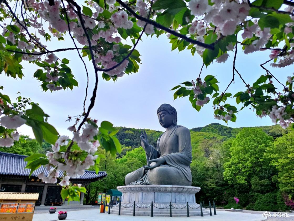 겹벚꽃