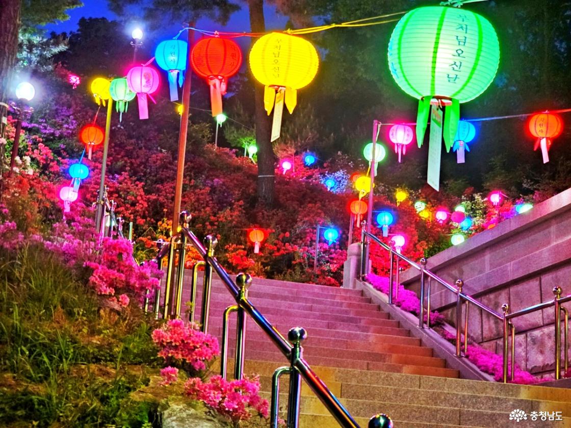 영산홍과 조명빛