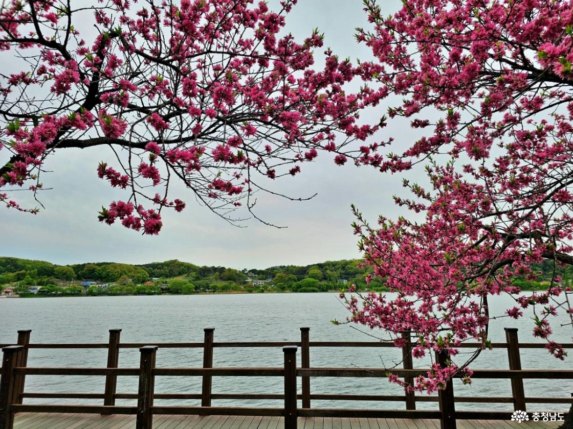 봄꽃 풍경