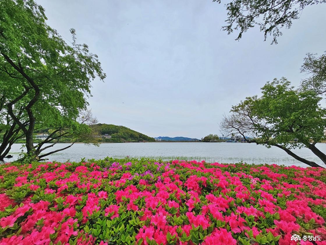 영산홍