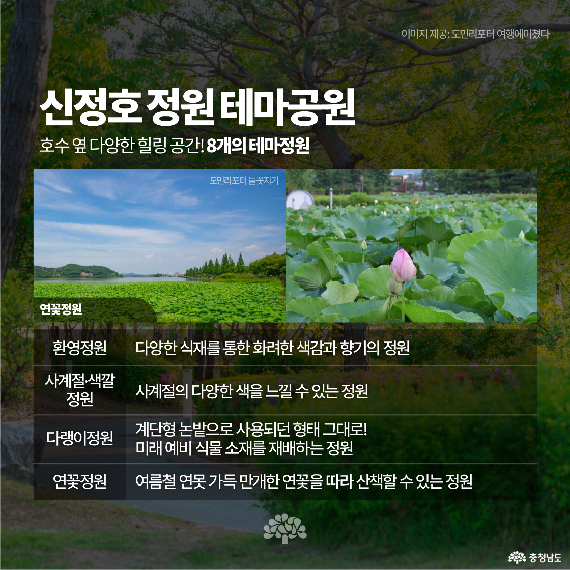 연꽃정원을 중심으로 8개 테마정원을 설명하는 이미지입니다. 연잎 사이로 피어난 연꽃과 정원의 전경이 함께 담겨 있으며, 각 정원의 이름과 특징이 글로 요약되어 있습니다. ‘들꽃지기’라는 도민리포터 출처가 포함되어 있습니다.