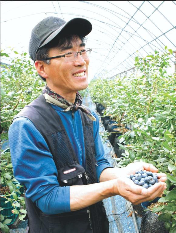 푸른들 농원 이기성 대표가 자신이 재배한 블루베리를 수확하고 있다.