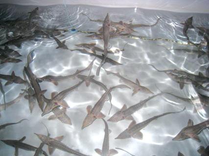 철갑상어-종묘 4만 마리 어업인에 분양