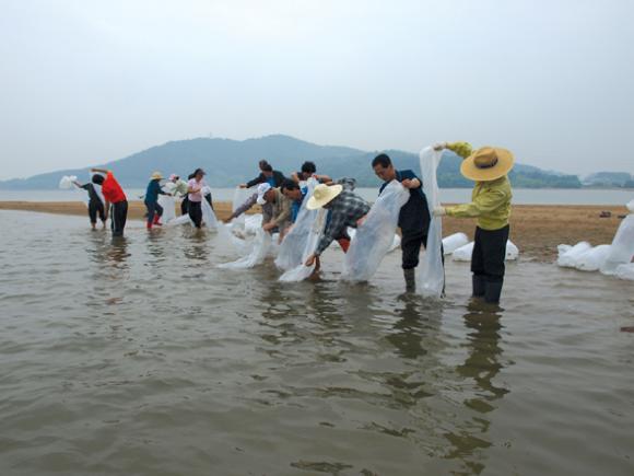 수산연구소가 시·군에 분양한 금강참게를 방류하는 모습. 