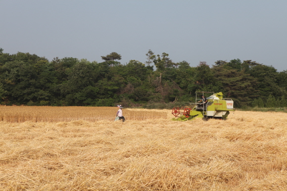 한 농민이 고대면 당진포리 채종포에서 청보리를 수확하고 있다.