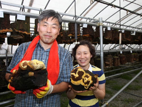  서산시 운산면 와우리에서 ‘와우상황버섯농원’을 운영하는 김주화(52)·임영순(51·여)씨 부부가 상황버섯을 돌보고 있다.