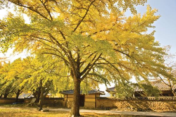 보령 청라 은행나무마을은 수령 100년이 넘는 토종 은행나무가 3000그루 이상 식재된 우리나라 최대 은행나무 군락지다.