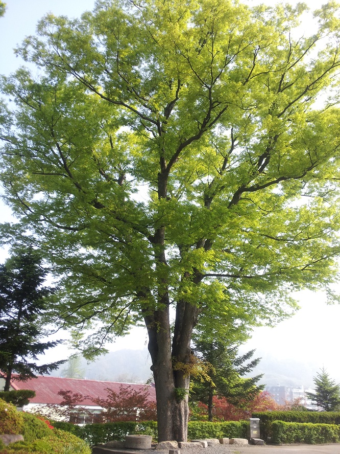 성당을 지키고 있는 큰 나무