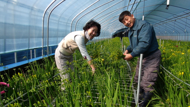 금산읍 아인리 김성곤 농가가 수출용 프리지아를 수확하며 활짝 미소 짓고 있다.