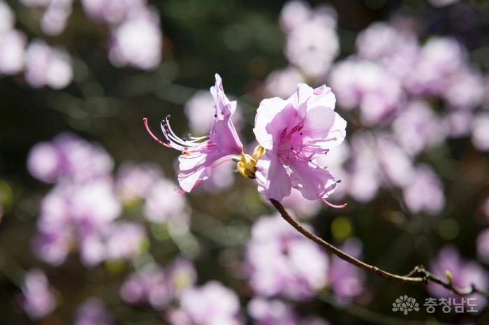 벚꽃이 만개한 홍성 충령사 사진