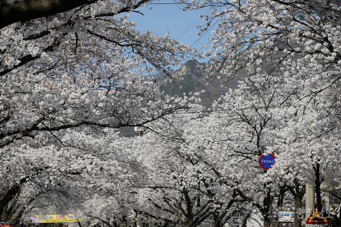 계룡산 벚꽃축제
