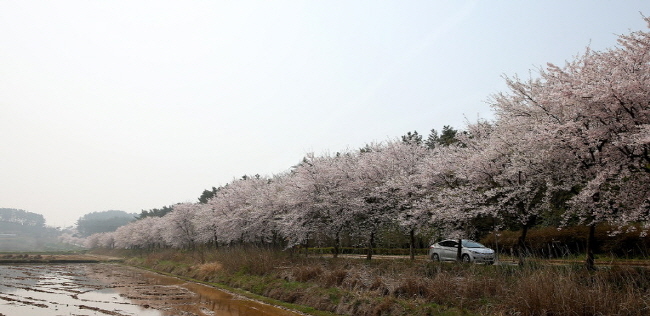 벚꽃길 남면 달산2리.