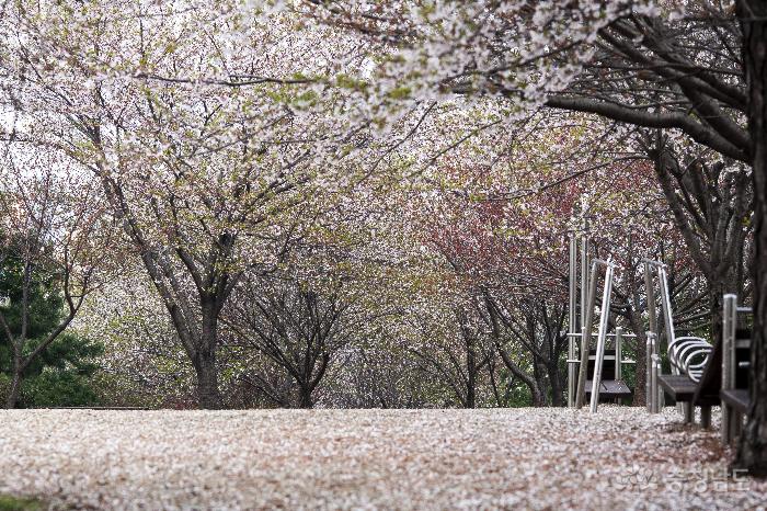 벚꽃엔딩 사진