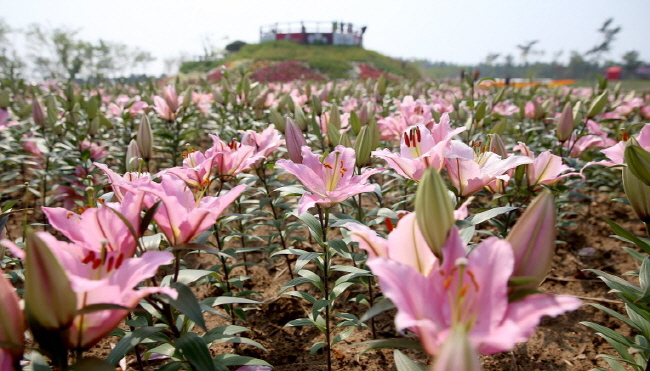 꽃의 향연! 2014 태안 백합 꽃 축제 연장