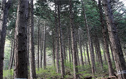 숲 가꾸기로 다양한 산림복지 혜택 UP