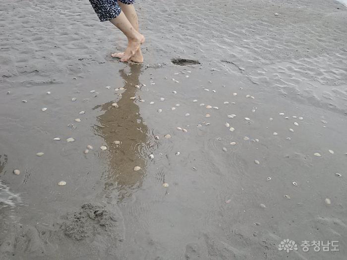 모래를 밟으면 조개가 나옵니다.
