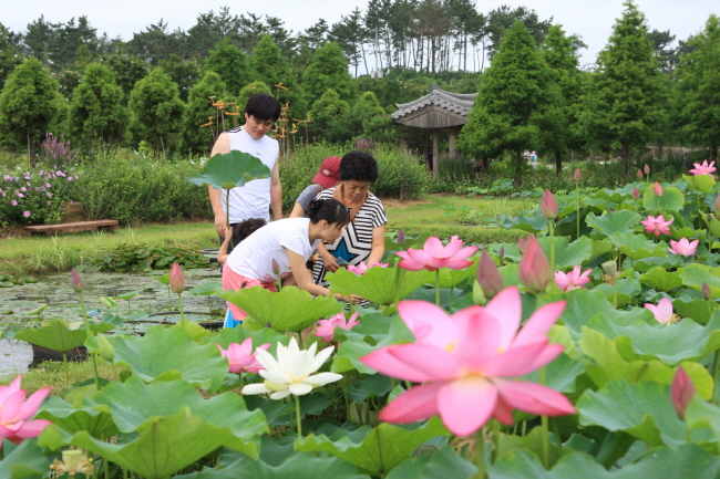 그린리치팜, 태안 연꽃축제 개최