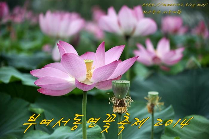 미리가본부여서동연꽃축제2014 1