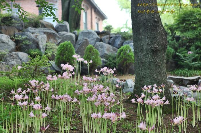 상사화와배롱나무꽃이곱게핀아산공세리성당의여름 11