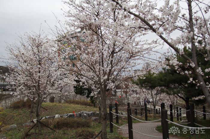 천안 천호지 주변 벚꽃나무들