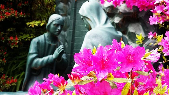공세리성당에는 꽃잔디가 만발하고 철쭉꽃은 준비중 사진