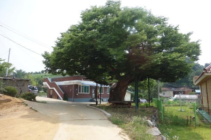대천3리 마을앞의 수호신 느티나무