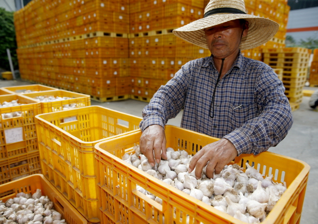 지난 22일 태안읍 태안종합처리장에서 마늘을 수매하는 모습.