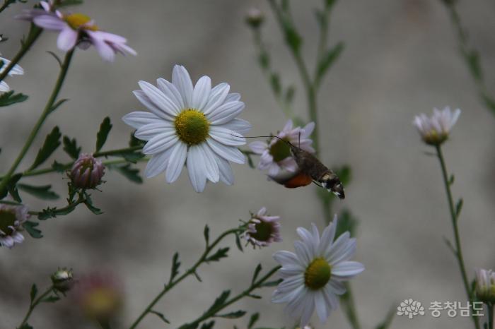 날갯짓하며 공중 비행하는구절초꽃에서 꿀을 빠는 벌꼬리박각시