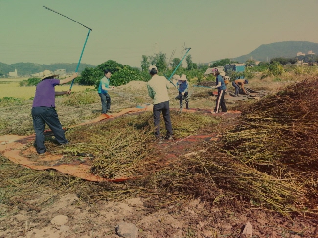 아산시 수도사업소 하수도과 직원들이 농가에서 봉사를 하고 있다.
