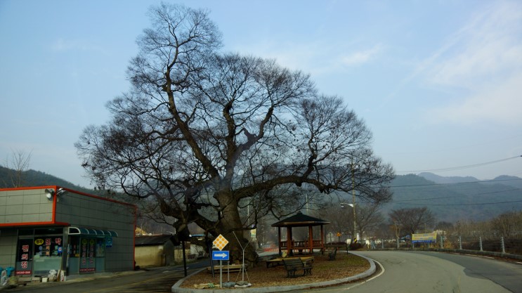 청양 장승공원 보호수 620살 느티나무