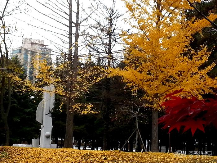 노란 은행잎과 어울리는 공주대 화백나무 숲