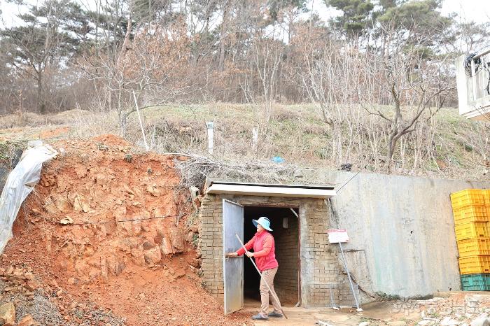 이용복씨 아매분께서 호박고구마가 숙성중인 토굴을 열어보여주셨다.