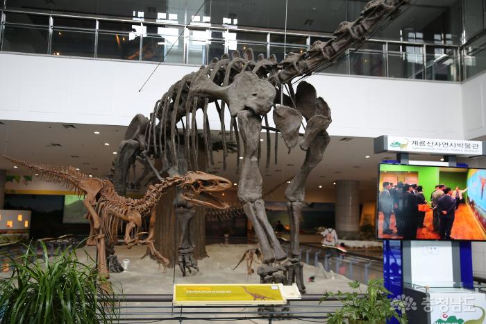 계룡자연사박물관의 공룡뼈