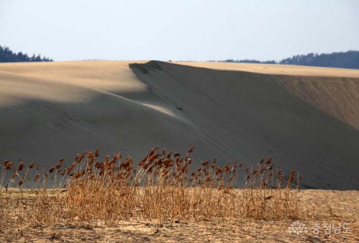 바람이 만든 거대한 모래언덕 사진