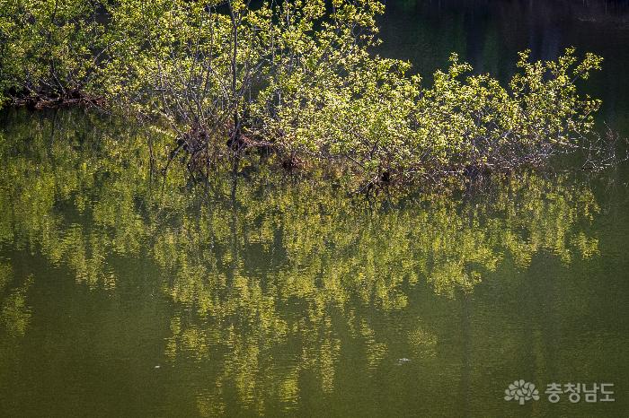 봄과 여름사이의 용비지 사진