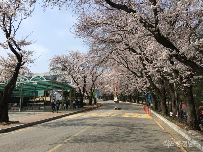 봄향기가득한아산순천향대캠퍼스 3